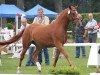 broodmare Celine Dion T (German Riding Pony, 2009, from Classic Dancer II)