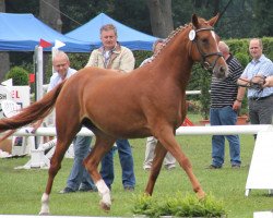 Zuchtstute Celine Dion T (Deutsches Reitpony, 2009, von Classic Dancer II)