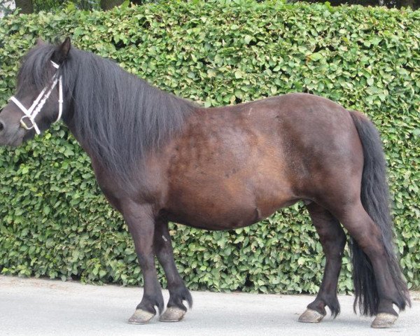 Zuchtstute Madeline v.d. Kokstee (Shetland Pony, 1997, von Joliet van Spuitjesdom)