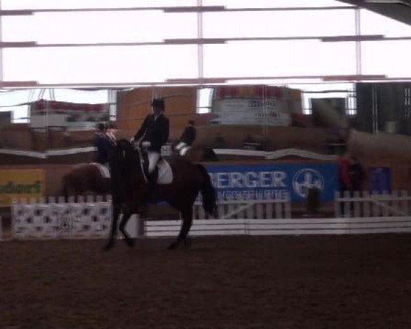jumper Collin 52 (Hanoverian, 2003, from Conteur)