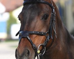 broodmare Dream-Girl (German Riding Pony, 1997, from Deister)