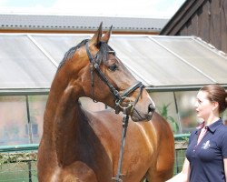 dressage horse Hot N Honey (Oldenburg, 2008, from Hotline)