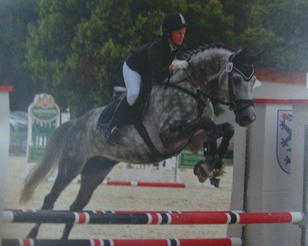 Springpferd Cox 13 (Württemberger, 2004, von Candillo Z)