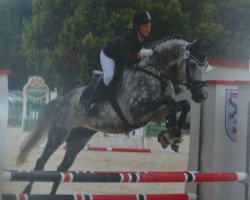Springpferd Cox 13 (Württemberger, 2004, von Candillo Z)