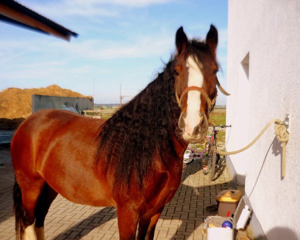 Pferd Bob Marley 6 (Tinker / Irish Cob / Gypsy Vanner, 2005)