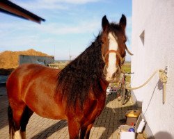 Pferd Bob Marley 6 (Tinker / Irish Cob / Gypsy Vanner, 2005)