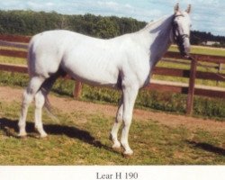 Deckhengst Lear H (Lettisches Warmblut, 1986, von Lagos)