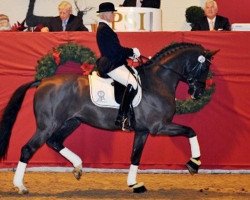 stallion Der Designer (Hanoverian, 2006, from De Niro)