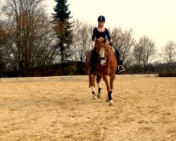 dressage horse Singolds Dorian (German Riding Pony, 1996, from Singold's Drago)