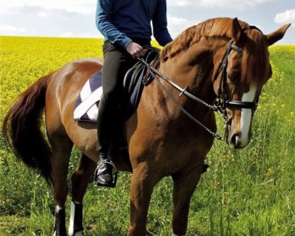 dressage horse Lucky Lanzer (Westphalian, 2000, from Lamoureux I)
