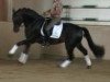 dressage horse Spirit 282 (Westphalian, 2009, from Spielberg)