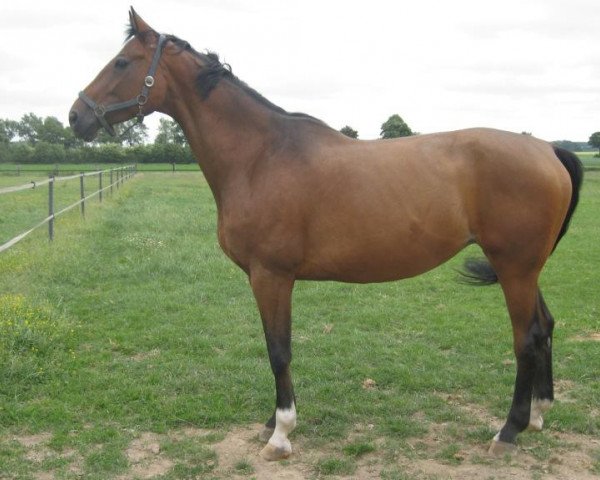 broodmare Atlanta 467 (Hessian Warmblood, 2002, from Adlantus As)