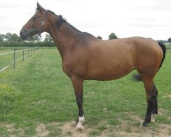 Pferd Atlanta 467 (Hessisches Warmblut, 2002, von Adlantus As)