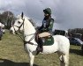 stallion Caherview King (Connemara Pony, 2009, from Bunowen Bobby)