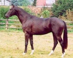 Springpferd Trafalgar Square (Trakehner, 2000, von Exclusiv)