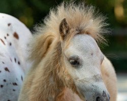 horse Isolde Van Breugel (Dt.Part-bred Shetland pony, 2022, from Prince von Warfen)