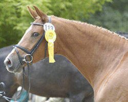 horse Teresita (Trakehner, 1999, from Alter Fritz)