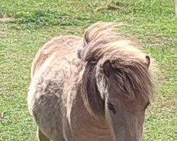 Pferd Ginger van Breugel (Dt.Part-bred Shetland Pony, 2021, von Prince von Warfen)