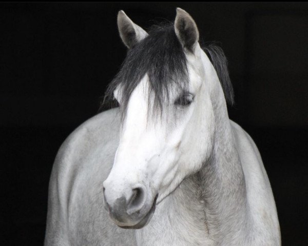 Pferd Gurteen Misty's Boy (Connemara-Pony, 2017, von Classiebawn Black Jack)