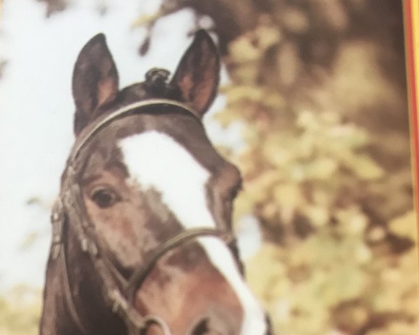 stallion Doktus (German Riding Pony, 1986, from Durello)
