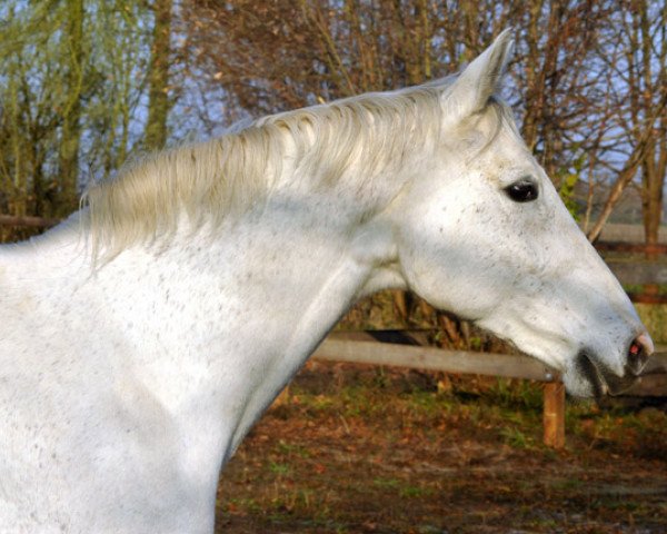 broodmare Thalia VII (Trakehner, 1998, from Exclusiv)