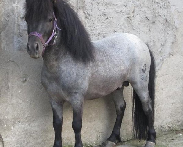 Deckhengst Aragorn (Shetland Pony, 2009, von Argon A 278)