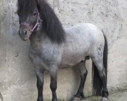 stallion Aragorn (Shetland Pony, 2009, from Argon A 278)