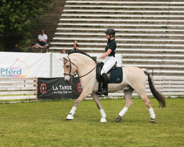 horse Janosch (Fjord Horse, 2006, from Julius 211)