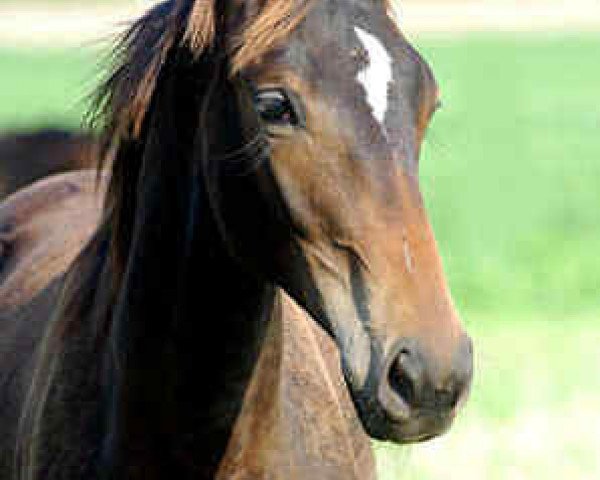 jumper Thalassa (Trakehner, 2005, from Enrico Caruso)