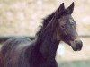 broodmare Thessa (Trakehner, 2003, from Summertime)