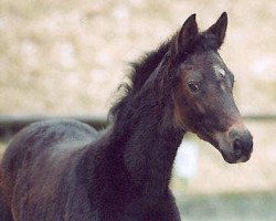 broodmare Thessa (Trakehner, 2003, from Summertime)