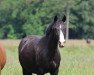 broodmare Ziva Royal (Oldenburg, 2013, from Dressage Royal)