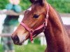 broodmare Tavora (Trakehner, 2001, from Showmaster)