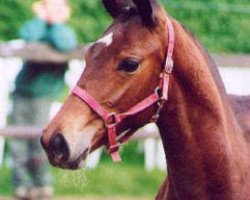 broodmare Tavora (Trakehner, 2001, from Showmaster)