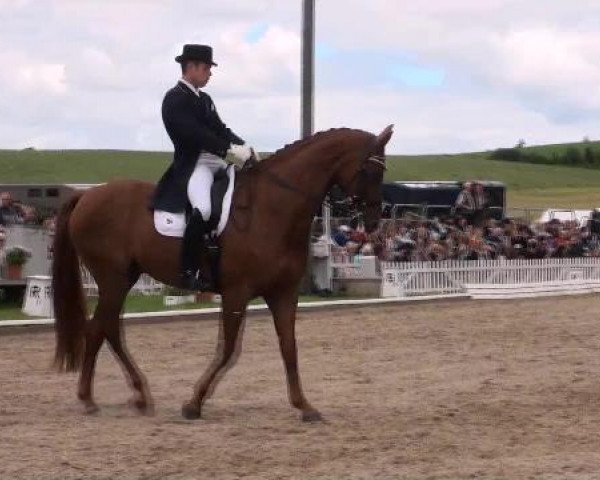 dressage horse Delacroix 6 (Hanoverian, 2003, from Der Lord)