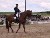 dressage horse Delacroix 6 (Hanoverian, 2003, from Der Lord)