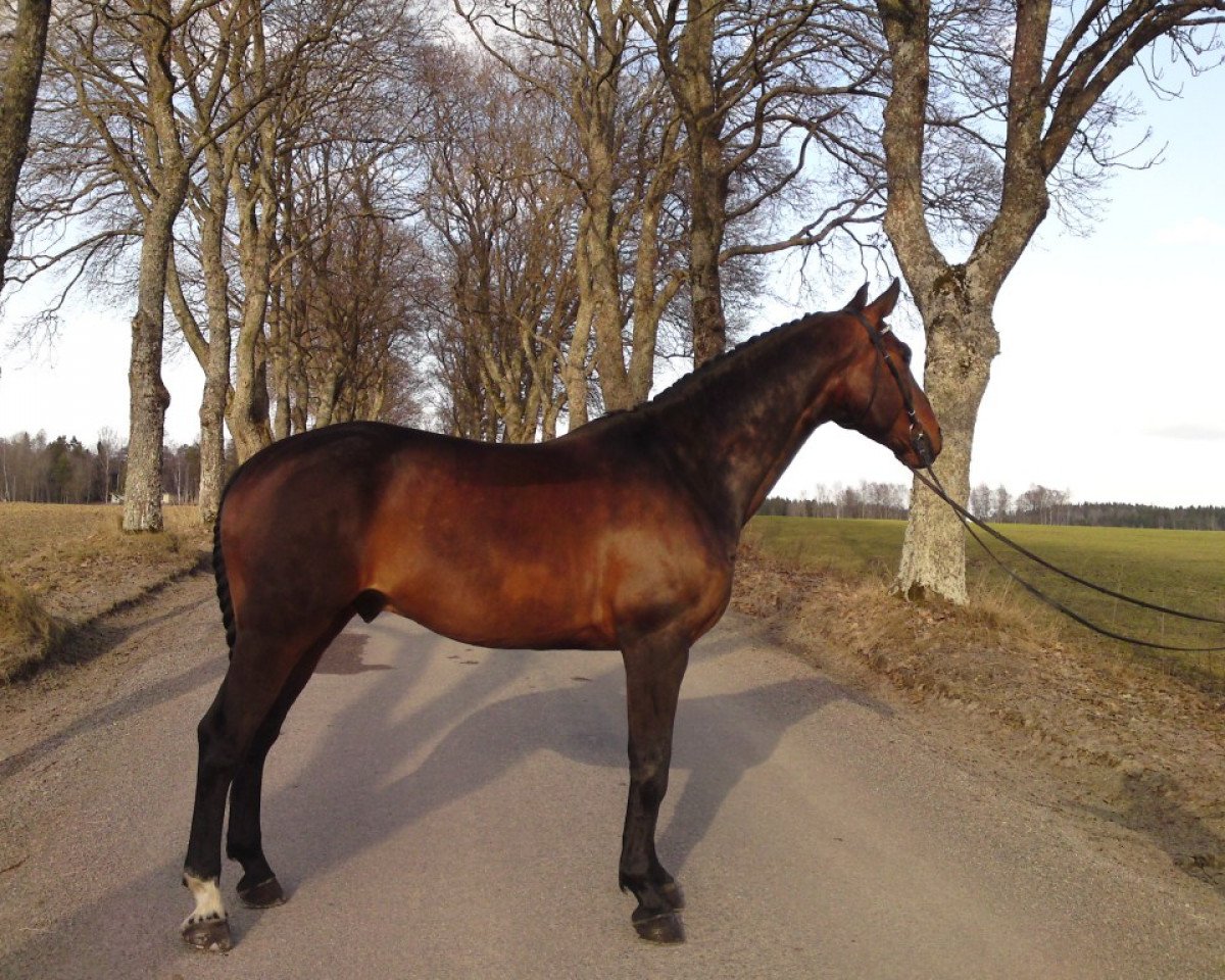 horse Salchow (Hanoverian, 2003, from San Brasil)