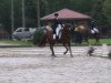 dressage horse Welcome Honey (Hanoverian, 1997, from Wolkenstein II)