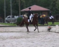 dressage horse Welcome Honey (Hanoverian, 1997, from Wolkenstein II)