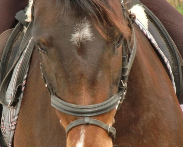 Pferd Wespe (Deutsches Reitpony, 2007, von Burning Daylight)