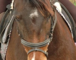 horse Wespe (German Riding Pony, 2007, from Burning Daylight)