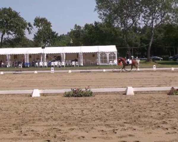 dressage horse Catch-Me (Westphalian, 2009, from FS Champion de Luxe)