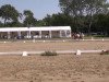 dressage horse Catch-Me (Westphalian, 2009, from FS Champion de Luxe)