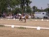 dressage horse Compliment (German Riding Pony, 2009, from Classic Dancer II)