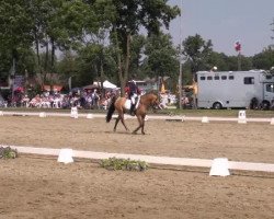 dressage horse Compliment (German Riding Pony, 2009, from Classic Dancer II)