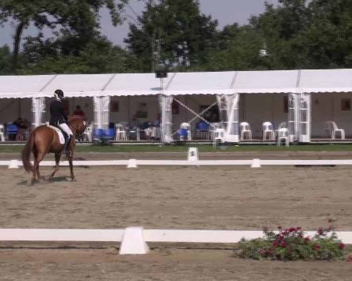 Pferd Hesselteichs Dundee (Deutsches Reitpony, 2008, von Donnerwetter)