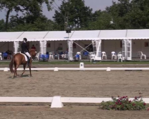 horse Hesselteichs Dundee (German Riding Pony, 2008, from Donnerwetter)