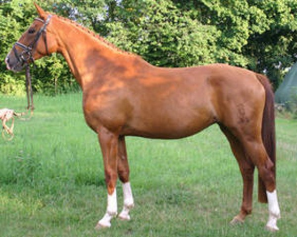 broodmare Manola (Oldenburg, 2004, from Acorath)