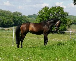 broodmare Delia HF (Hanoverian, 2012, from Diamond Hit)