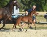 dressage horse Talima (Westphalian, 2022, from Taurus)